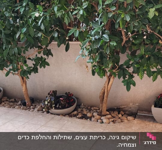 עצים בעציצים עם אבנים מסביב על רצפת מרפסת